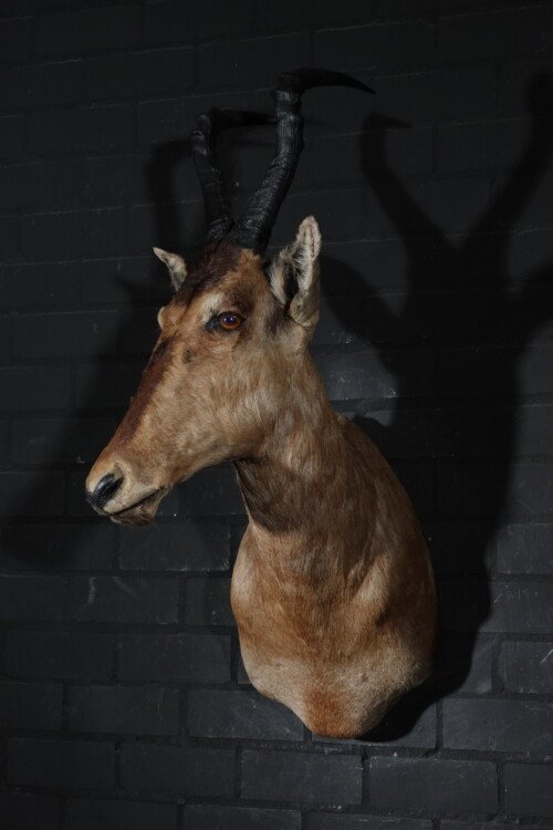 Red Hartebeest (Alcelaphus buselaphus)