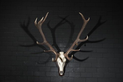 Edelhert (Cervus elaphus)
