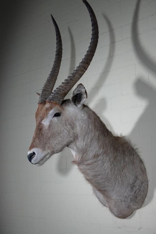 Waterbok (Kobus ellipsiprymnus)