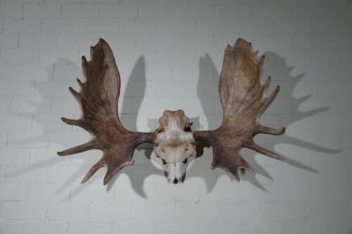 Eland (Alces Alces)