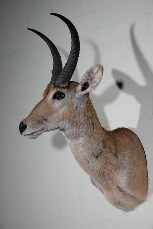 Reedbok (Redunca Redunca)