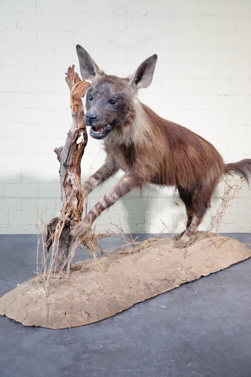 Bruine hyena (Crocuta brunnea)
