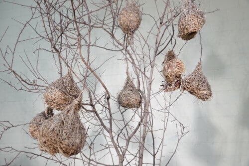 Decoratieve Boom met Authentieke Wevervogelnesten